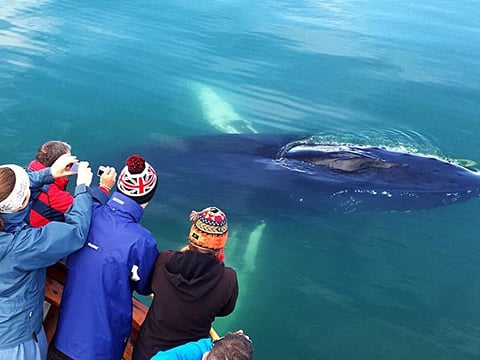 A posing humpback
