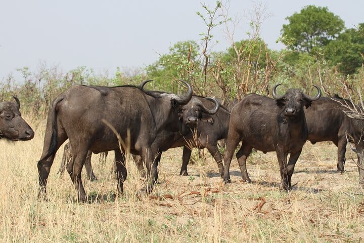 15 minutes scenic helicopter flight above Victoria Falls-Zimbabwe