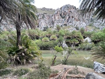 Preveli Palm Forest