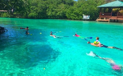 Mangrove Tunnel Snorkeling Tour in José Santos Guardiola