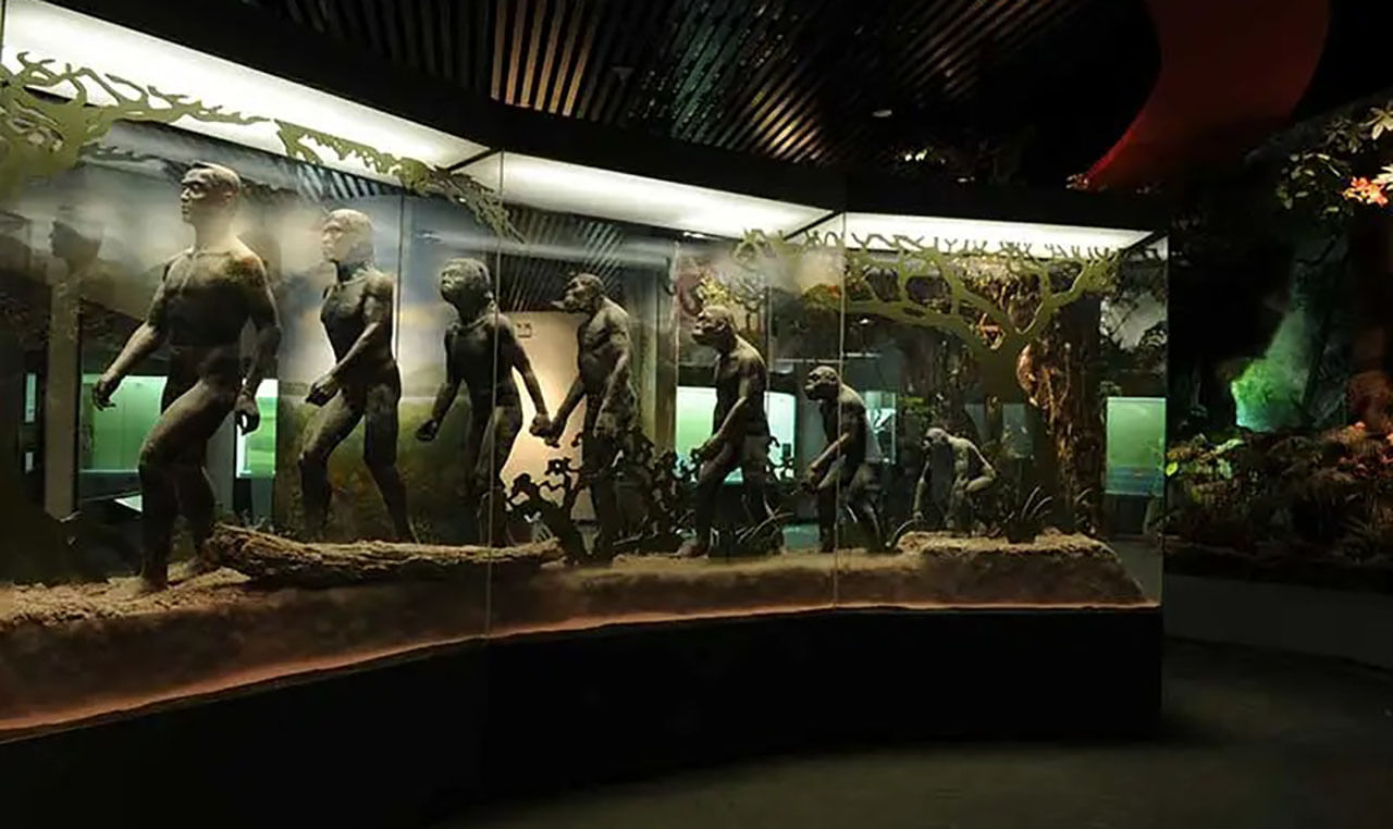 History of Human Evolution