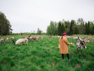 Taava Reindeer Farm – Reindeer & Lapland Traditions Year-Round