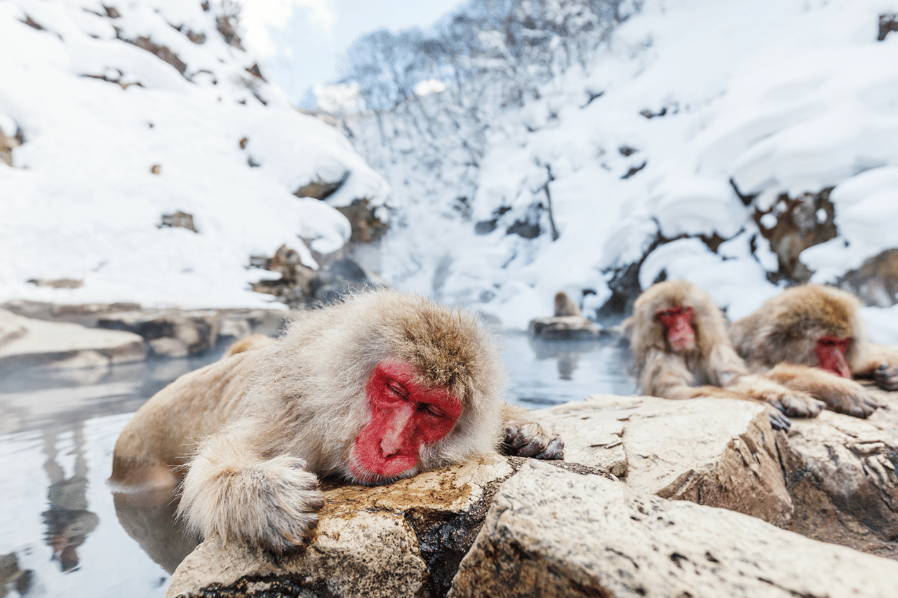 Nagano Snow Monkeys: Half Day Private Tour & Photo Gift 5