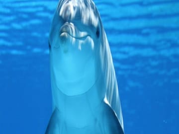Full-Day Dolphin Swim and Snorkeling in Marsa Alam