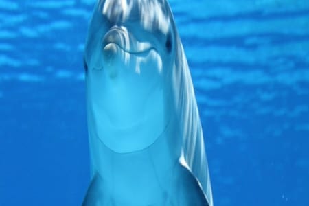 Full-Day Sataya Boat Trip & Swim with Dolphins