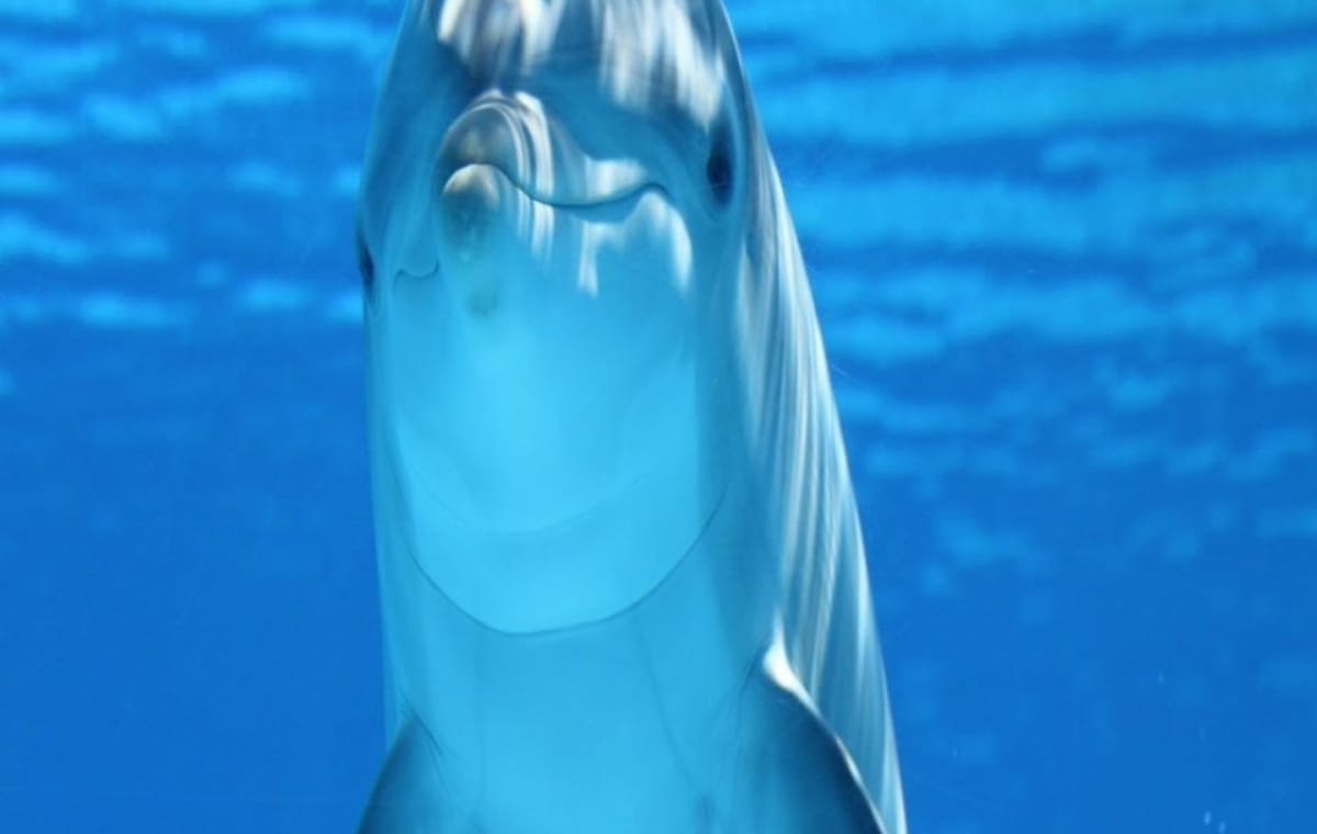 Full-Day Sataya Boat Trip & Swim with Dolphins