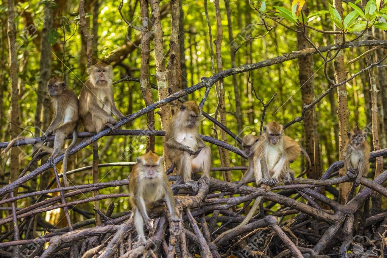 جولات المانغروف الساحرة، مع مغامرات مائية رائعة وسط الطبيعة الخلابة