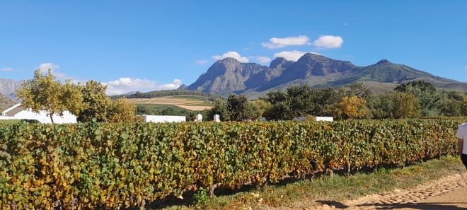 CAPE TOWN  :FULL-DAY  WINE  TASTING TOUR WITH  WINE  TRAM - Photo 7