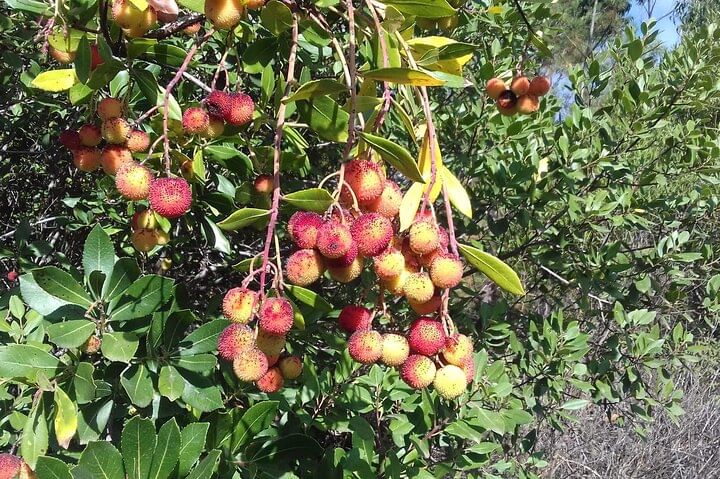 Full-day 4X4 tour Monchique Mountain and Bravura Lake