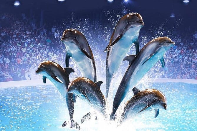 Dubai : The Dubai Dolphinarium Experience Splash into Fun!
