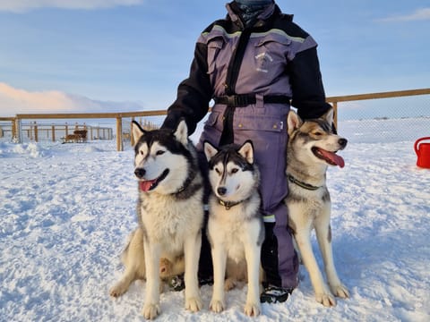 Dog Sledding and Goðafoss experience from Akureyri, photo 3