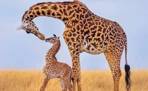 Nairobi National Park Wildlife Adventure Tour