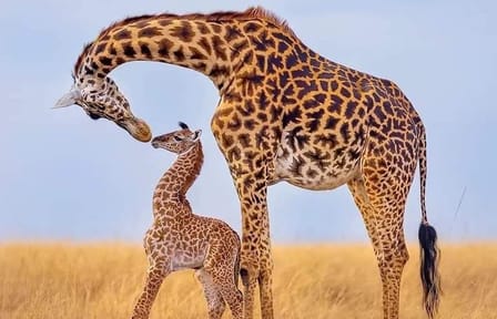 Nairobi National Park Wildlife Adventure Tour