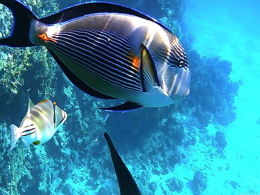 trip to the Valley of the Nile