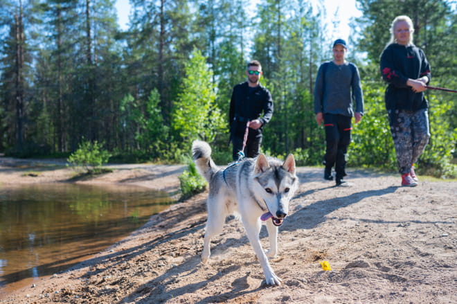Hiking with Huskies, Husky Park, Siberian Husky, Rovaniemi Lapland