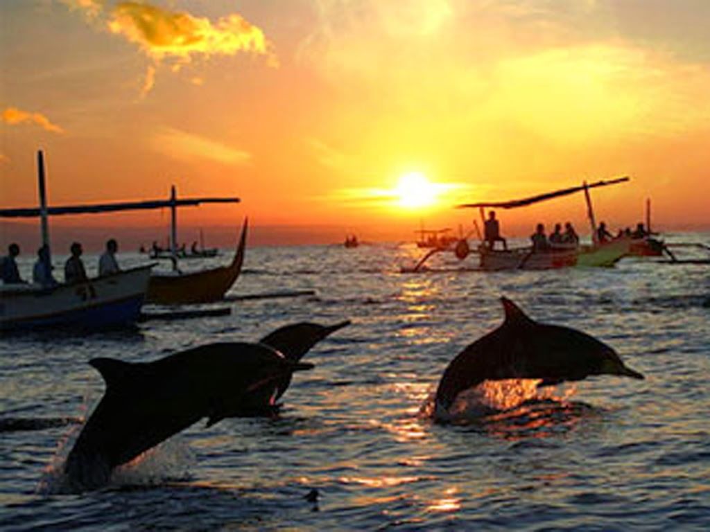 Dolphin Watching Xperience