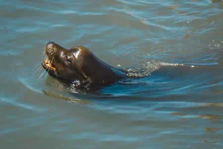 Beagle Channel Yacht Sailing Adventure from Ushuaia: Wildlife & Scenery