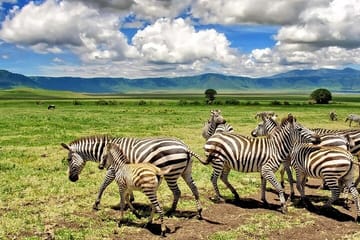 3-Day Amboseli National Park Safari from Nairobi