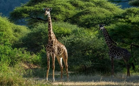 10-Day Exclusive Journey and Adventure in Tanzania