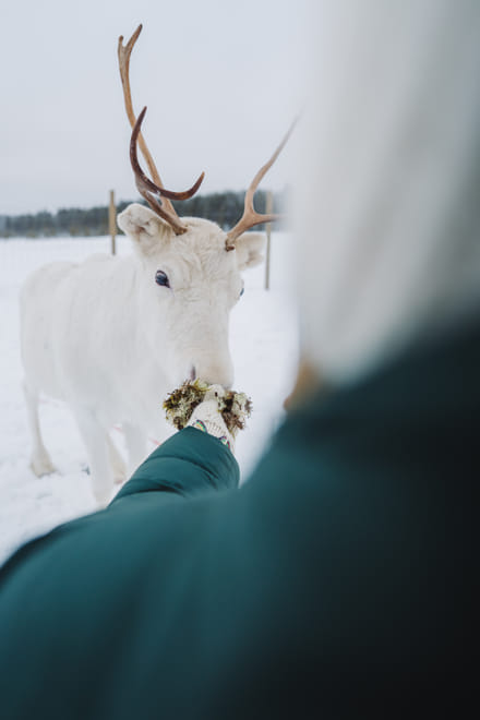 Ranch Visit at Jänkä Resort