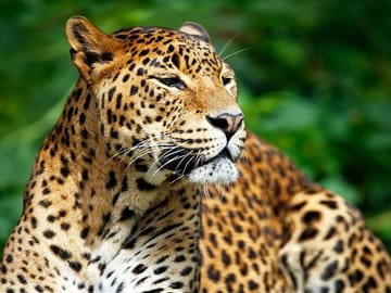 Private Safari at Yala National Park