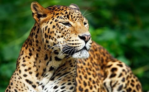 Private Safari at Yala National Park
