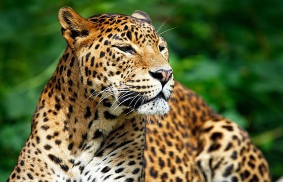 Private Safari at Yala National Park