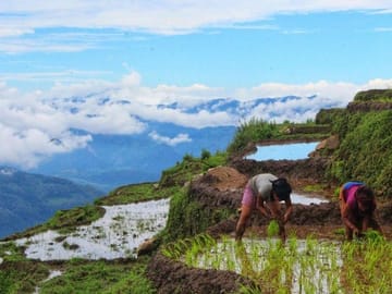Rice plantation