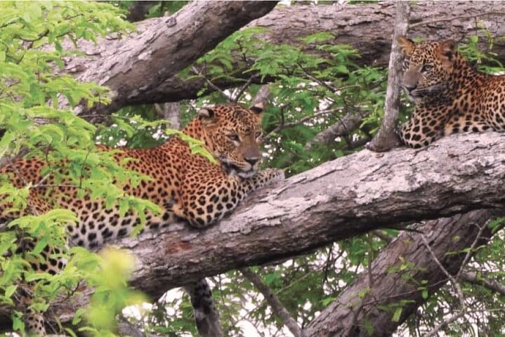 Yala National Park Safari from Hikkaduwa  10