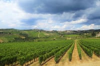 Safari in Chianti Open Top Van and Tasting Wine 3