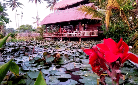Wellness and Cultural Tour in Ubud, Bali