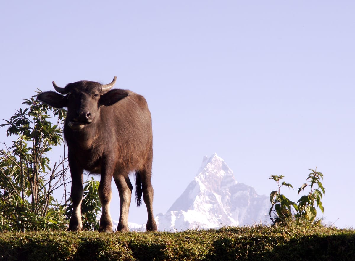 19 Days Mera Peak Climbing & Expedition – One Life-Changing Himalayan Adventure