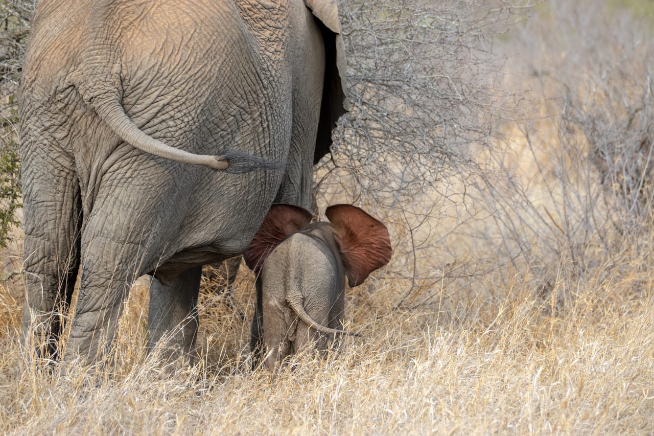 Elephant Calve