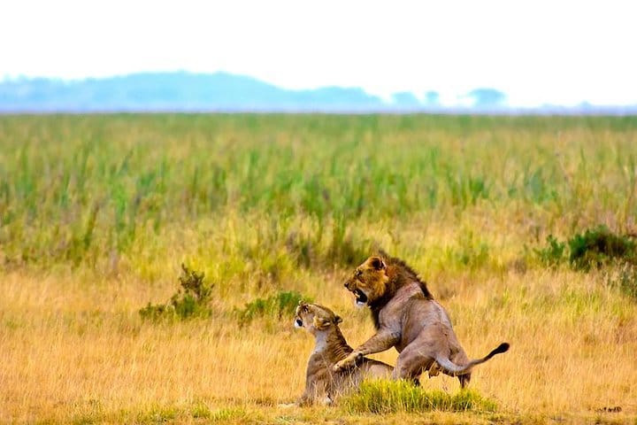 Amboseli Lions