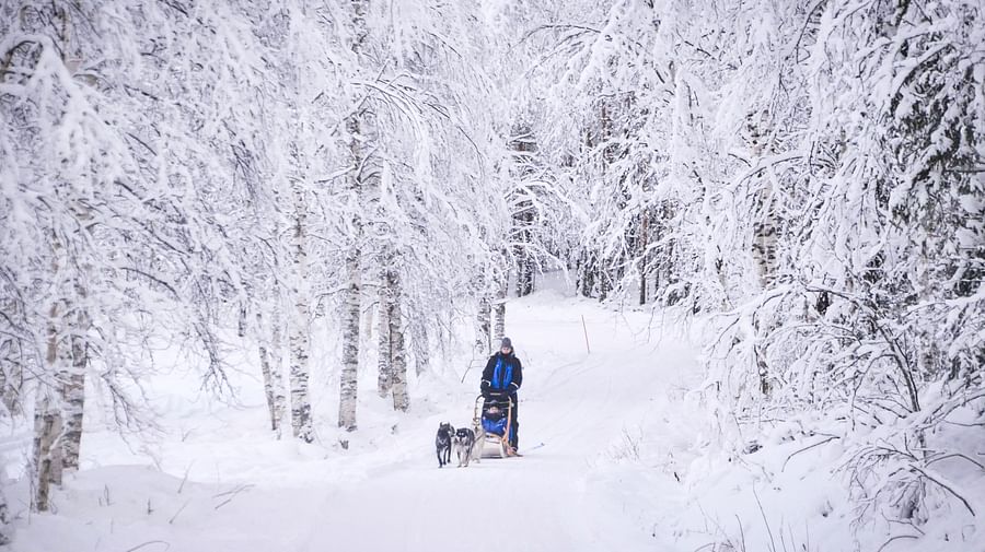 Husky Safari in Lapland