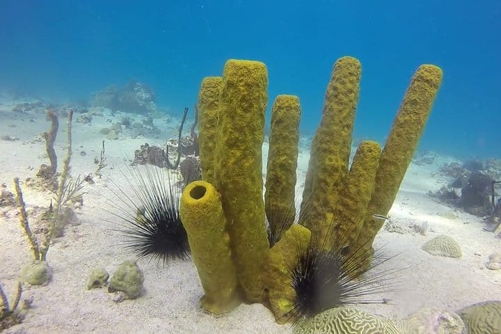 5 tours in 1 (Eco Farm/Horseback/City Tour/Buggy/Zipline)