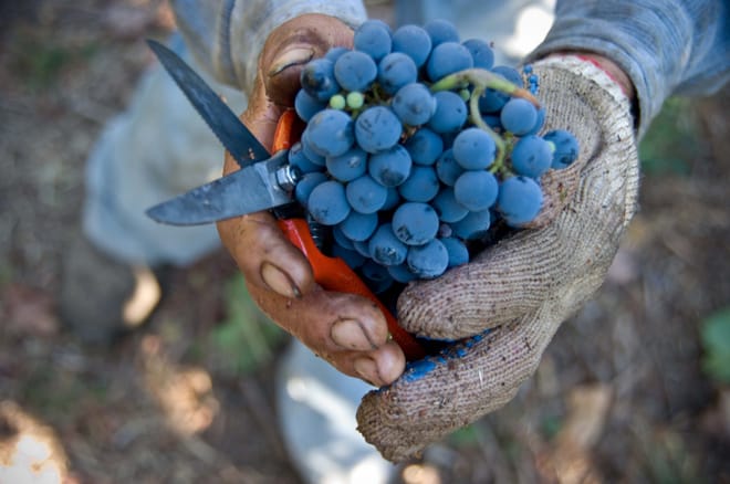 Shared Half day wine tour Concha y Toro seasonal offer 8