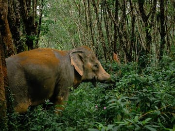30-Minutes Guided Tour & Transfer to Khaolak Elephant Sanctuary