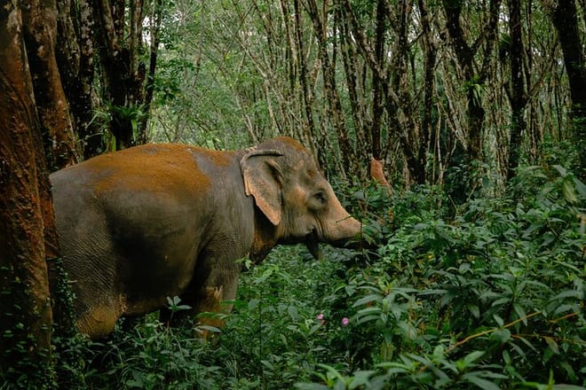 30-Minutes Guided Tour & Transfer to Khaolak Elephant Sanctuary