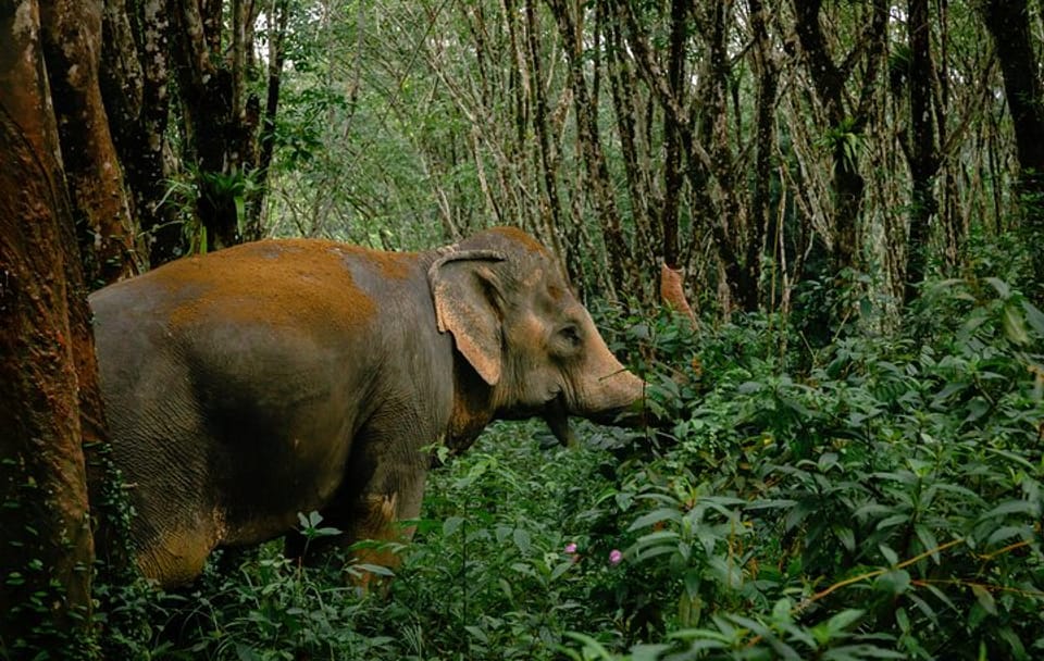 30-Minutes Guided Tour & Transfer to Khaolak Elephant Sanctuary