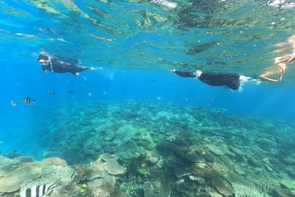 Okinawa: Boat Snorkeling 1 Round at Minna, Sesoko or Motobu