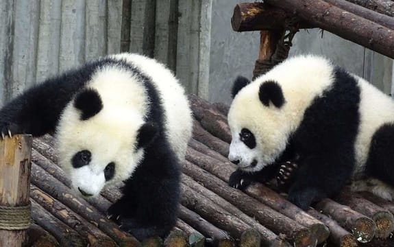 Private Full-Day Tour from Chengdu to Panda Base and Leshan Buddha