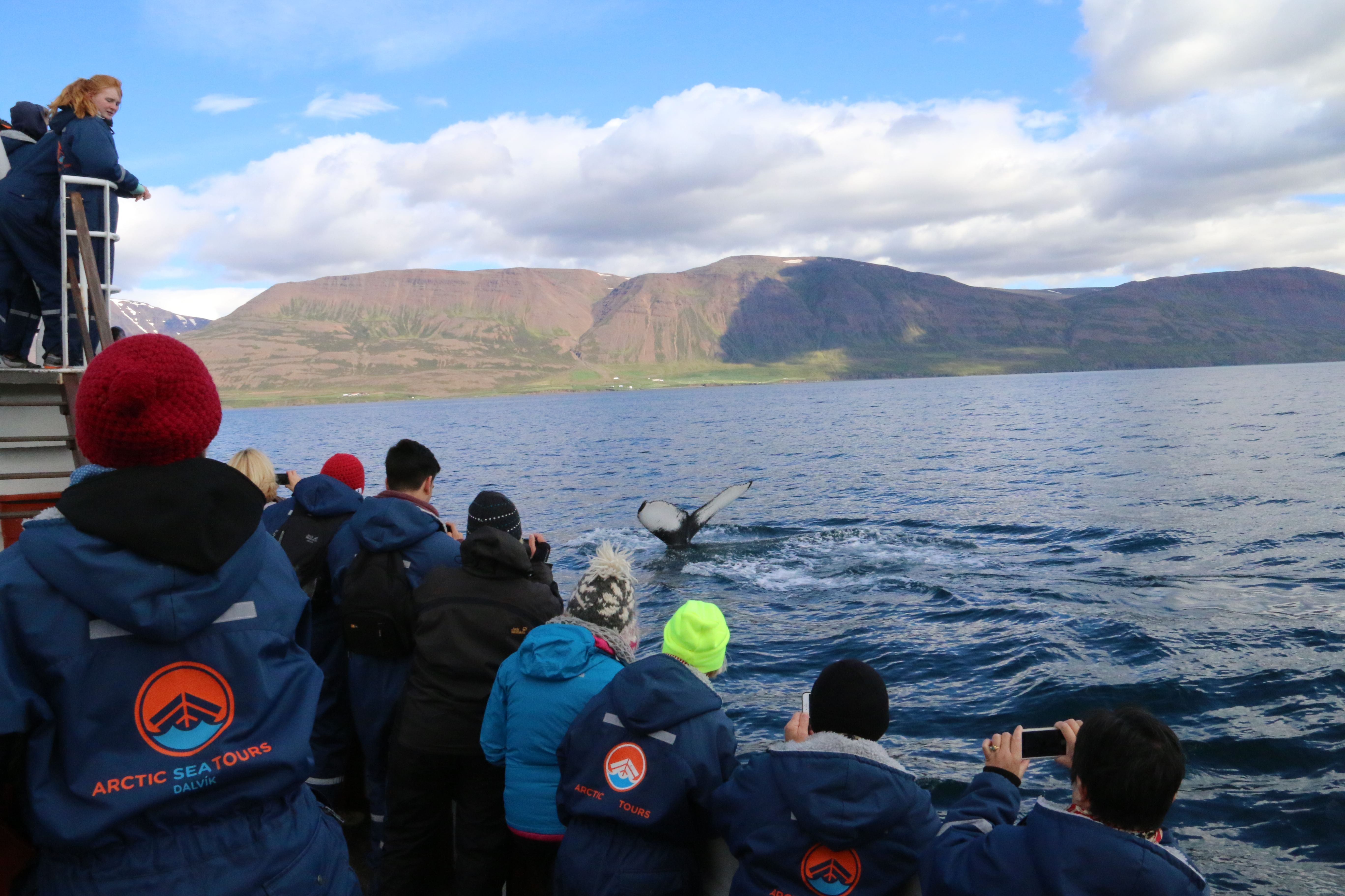 Small group of people whale watching from the boat during tour around Iceland