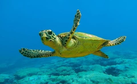 Scuba Diving and Snorkeling Adventure in Göynük, Türkiye