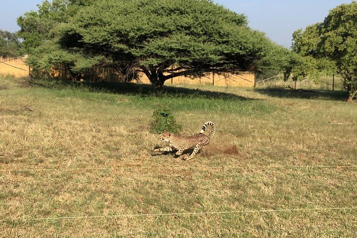 Johannesburg cheetah safari