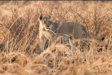 Mikumi National Park Safari Day Trip from Zanzibar