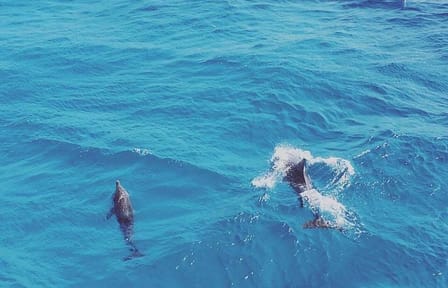 Snorkeling Tour with Dolphins in Hurghada, Egypt