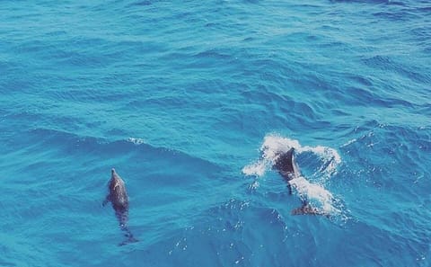 Snorkeling Tour with Dolphins in Hurghada, Egypt