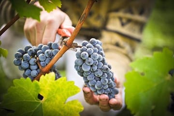 Private Full Day Kakheti Wine Tour from Tbilisi