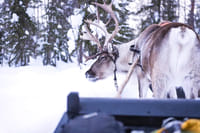 Reindeer Safari in Finnish Lapland